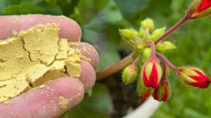 Cospargilo sul terriccio di ogni vaso di fiori che hai nel tuo giardino e vedrai rinvigorire subito le tue piante