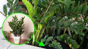 Come capire quando la Zamioculcas ha bisogno di rinvaso