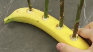 Prendi una banana e con un taglierino pratica dei fiori sulla buccia poi infila gli steli delle rose