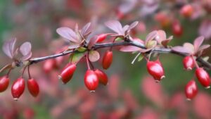 Berberis, non solo belle ma anche sane: perché dovresti usare queste bacche