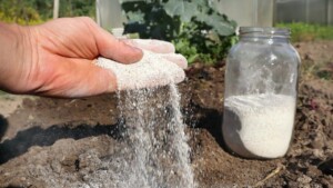 Cospargi il terriccio dei vasi che hai sul balcone o in giardino con questo prodotto, le piante fioriranno in poco tempo