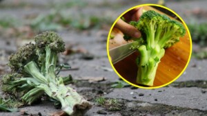 Fai questo ed avrai broccoli per sempre gratis dagli scarti! Il trucco per ottenerli a costo zero