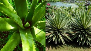 Differenza tra aloe e agave: come riconoscerle