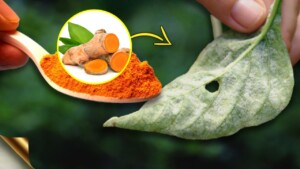 Metti un cucchiaino di curcuma sulle tue piante: 6 incredibili benefici che noterai fin da subito