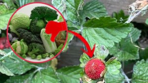 Se vuoi avere un bel raccolto di fragole non metterle vicino a queste piante potenzialmente dannose