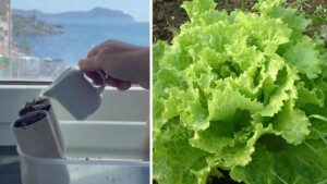 Metodo superfacile ed economico per coltivare l’insalata sul terrazzo: non la comprerai mai più al negozio