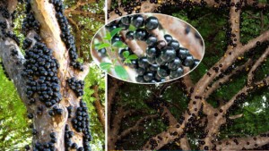 Jabuticaba, scopriamo il frutto ricco di proprietà salutari dell’albero dell’uva