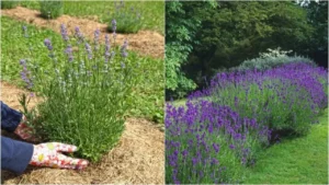 Come piantare una siepe di lavanda (e 12 motivi per cui dovresti farlo immediatamente)