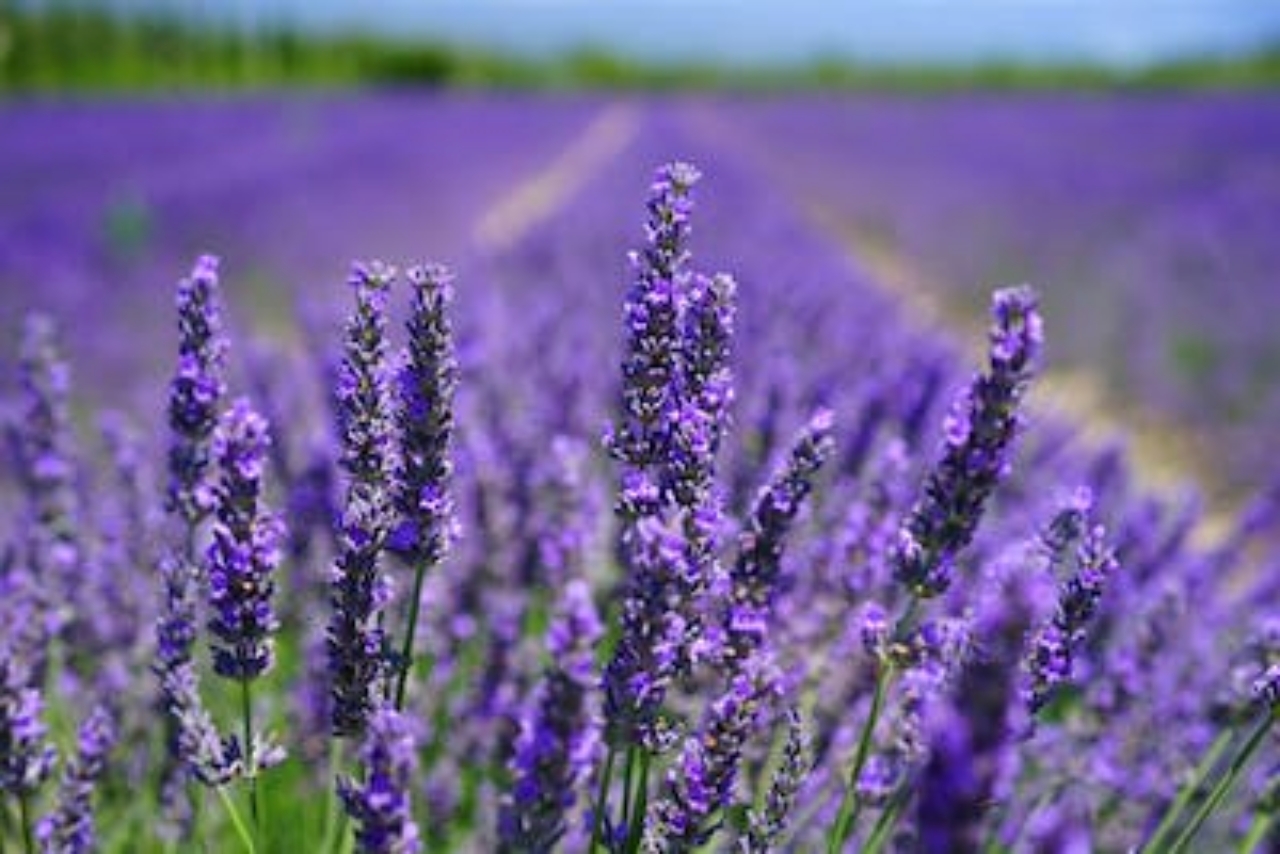 campo di lavanda