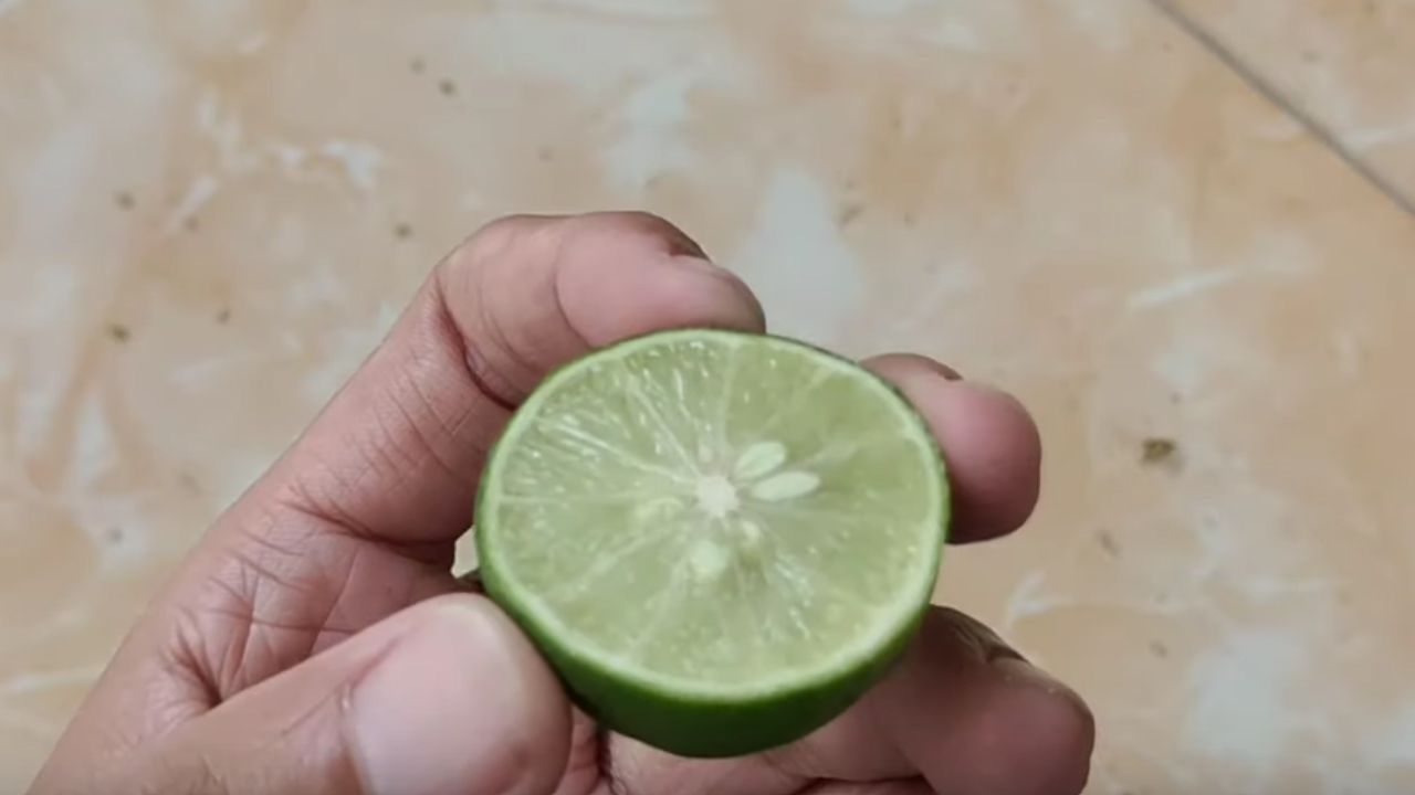 spicchio verde del lime
