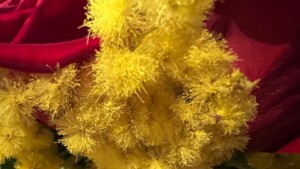 Mimosa e Festa della donna: perché l’8 marzo si regala questo fiore e il suo significato segreto