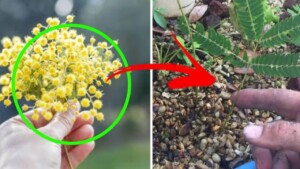 Quest’anno non gettare le mimose! Il trucchetto per creare una nuova piantina a partire dal rametto