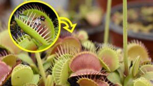 Come prendersi cura della Venere acchiappamosche (Dionaea Muscipula)