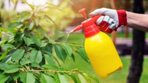 Olio di Neem fatto in casa per le piante: come prepararlo