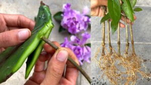 Come far rifiorire e multiplicare un’orchidea per evitare di ricomprarla