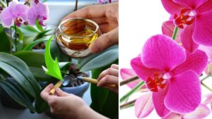 Le orchidee fioriranno tutto l’anno: basterà innaffiarle con questi prodotti naturali