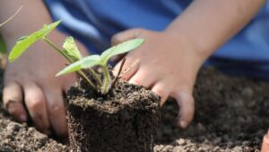 Calendario dell’orto: cosa piantare a marzo