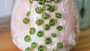 Impara come prenderti cura di una “Fila di tartarughe” o peperomia prostrata