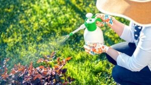 Mescola un cucchiaino di peperoncino in polvere in un litro d’acqua e spruzzalo sulle piante: un repellente naturale imbattibile