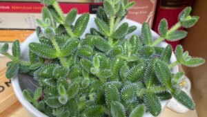 Delosperma echinatum: come prendersi cura dell’eccentrica pianta dei sottaceti