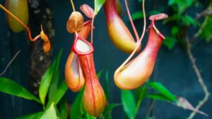 Nepenthes, come prendersi cura della seducente pianta carnivora