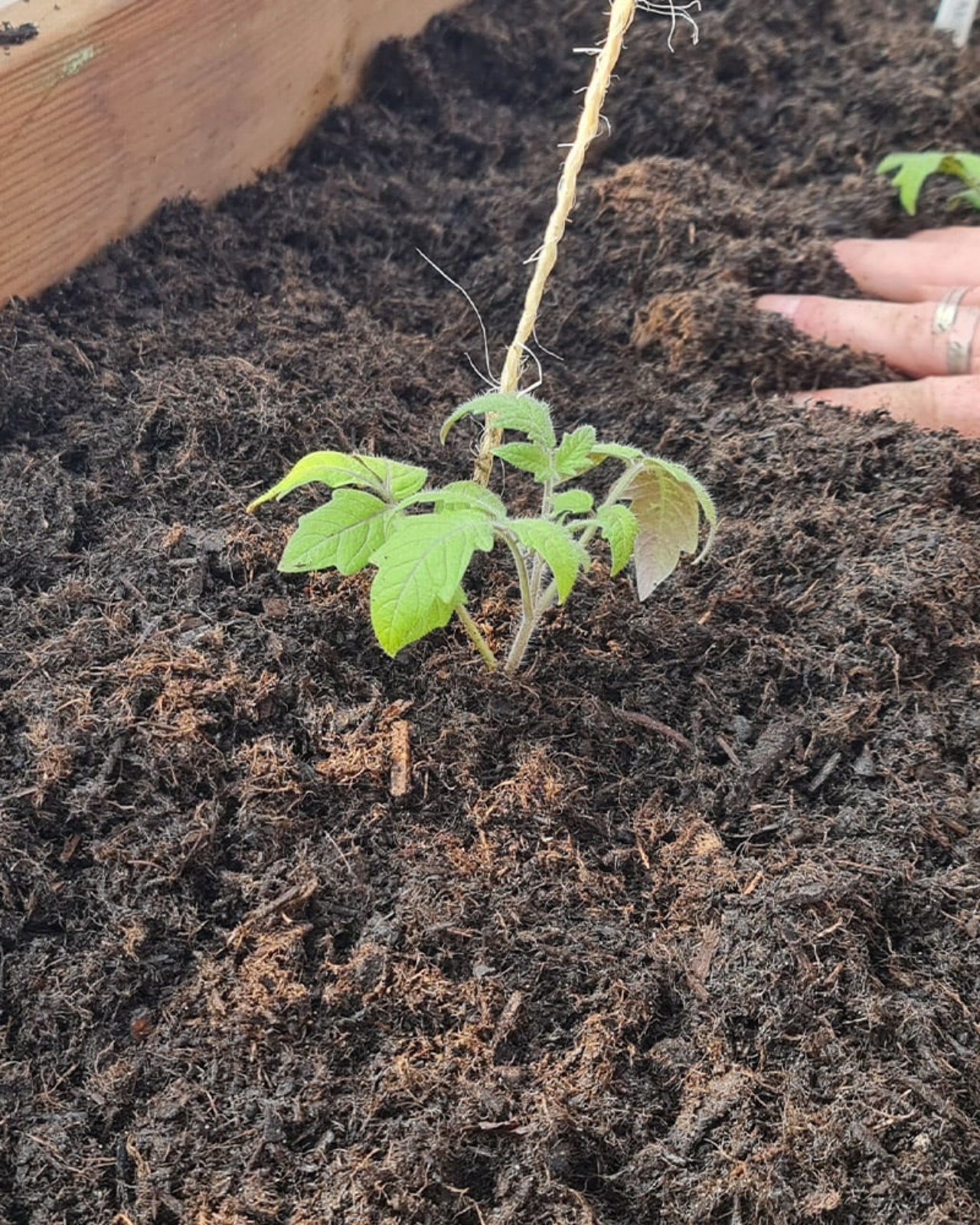 piantare pomodori, come avere un raccolto abbondante