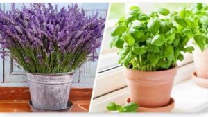 8 piante aromatiche che allontanano i ragni naturalmente senza usare insetticida