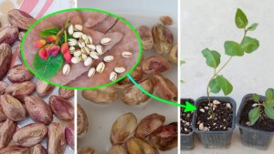 Come coltivare il pistacchio a casa partendo dai semi