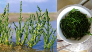 Salicornia o asparago di mare: una prelibatezza da gusto delicato e leggermente salato, come trovarla