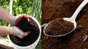 Come utilizzare i residui di Caffè e Tè per creare dei potenti fertilizzanti