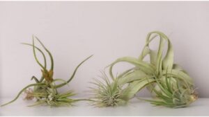 Tillandsia, la pianta antismog che cresce senza avere bisogno di terreno