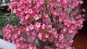 Adenium obesum: impara a far germinare a colpo sicuro i semi della famosa rosa del deserto