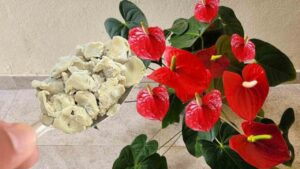 Anthurium, come avere un’esplosione di fiori: il vicinato vorrà conoscere il segreto