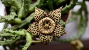 Orbea o (Stapelia) variegata: scopriamo insieme questa unica e interessante succulenta da fiore