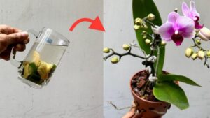 Con una sola tazza di questo liquido, le orchidee dureranno fino a 5 anni in più