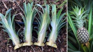 Come trasformare un frutto di ananas in 4 nuove piante