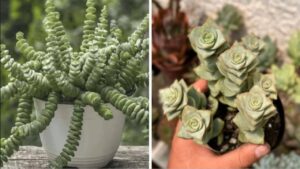 Come prendersi cura di una crassula perforata o succulenta collana di bottoni