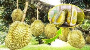 Il “re dei frutti”: incredibile tecnica di coltivazione dell’albero di durian per un raccolto veloce e ad alto rendimento