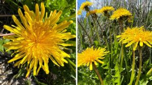 20 motivi per raccogliere i fiori di tarassaco finché le dita non diventano gialle