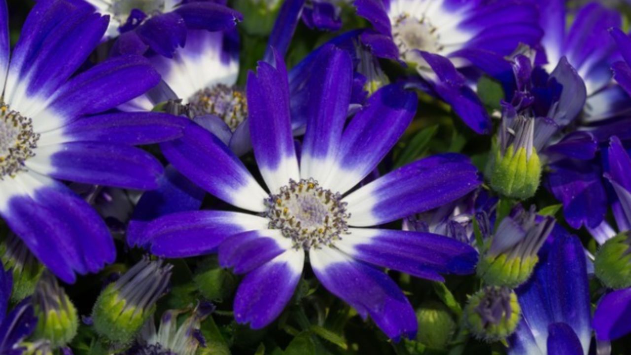 margherite dai petali blu