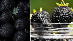 Fragole nere: conosciamo meglio questa varietà particolarmente ricercata, una tra le migliori in assoluto