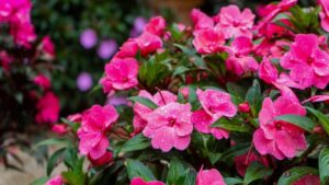 Come mantenere l’Impatiens in fiore perennemente – 3 semplici consigli per il successo