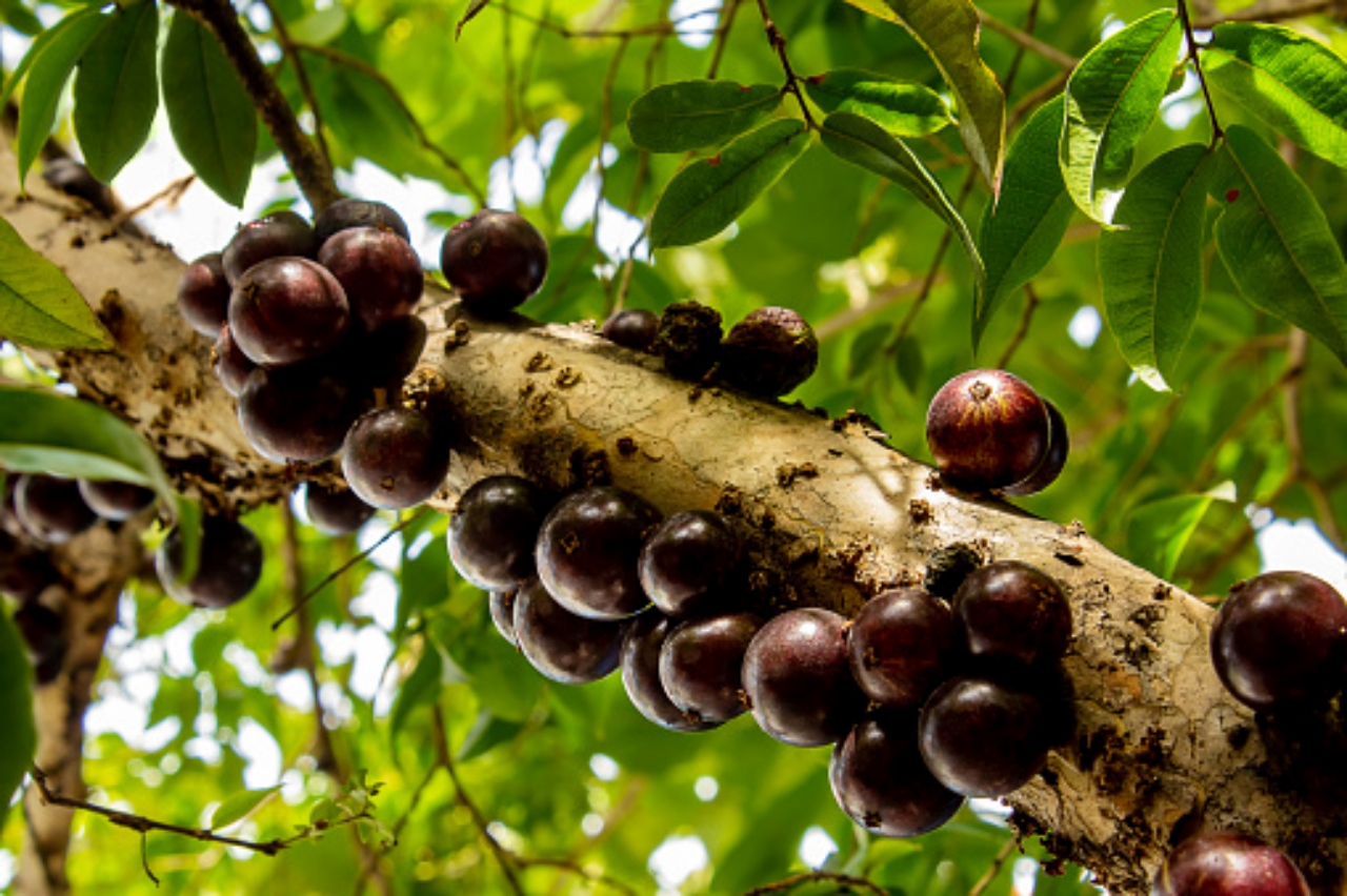 albero dell'uva: jabuticaba
