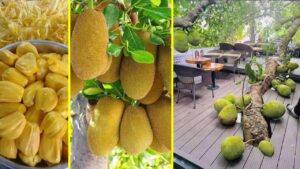 Jackfruit o giaca: cos’è e come si cucina il frutto più grande in assoluto, considerato una valida alternativa alla carne