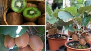 Non comprarli più: impara a piantare i kiwi in vaso e avrai sempre una scorta di vitamina C a casa