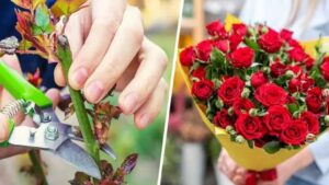 Come moltiplicare le rose partendo dal gambo: potrai avere centinaia