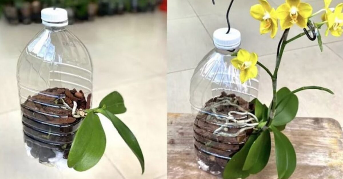 Come Far Radicare Le Orchidee Il Metodo Con Bottiglie Di Plastica