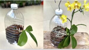 Come far radicare le orchidee: il metodo con bottiglie di plastica riciclate