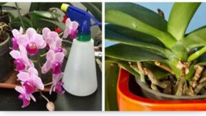 3 consigli semplici ed efficaci per ravvivare le tue orchidee