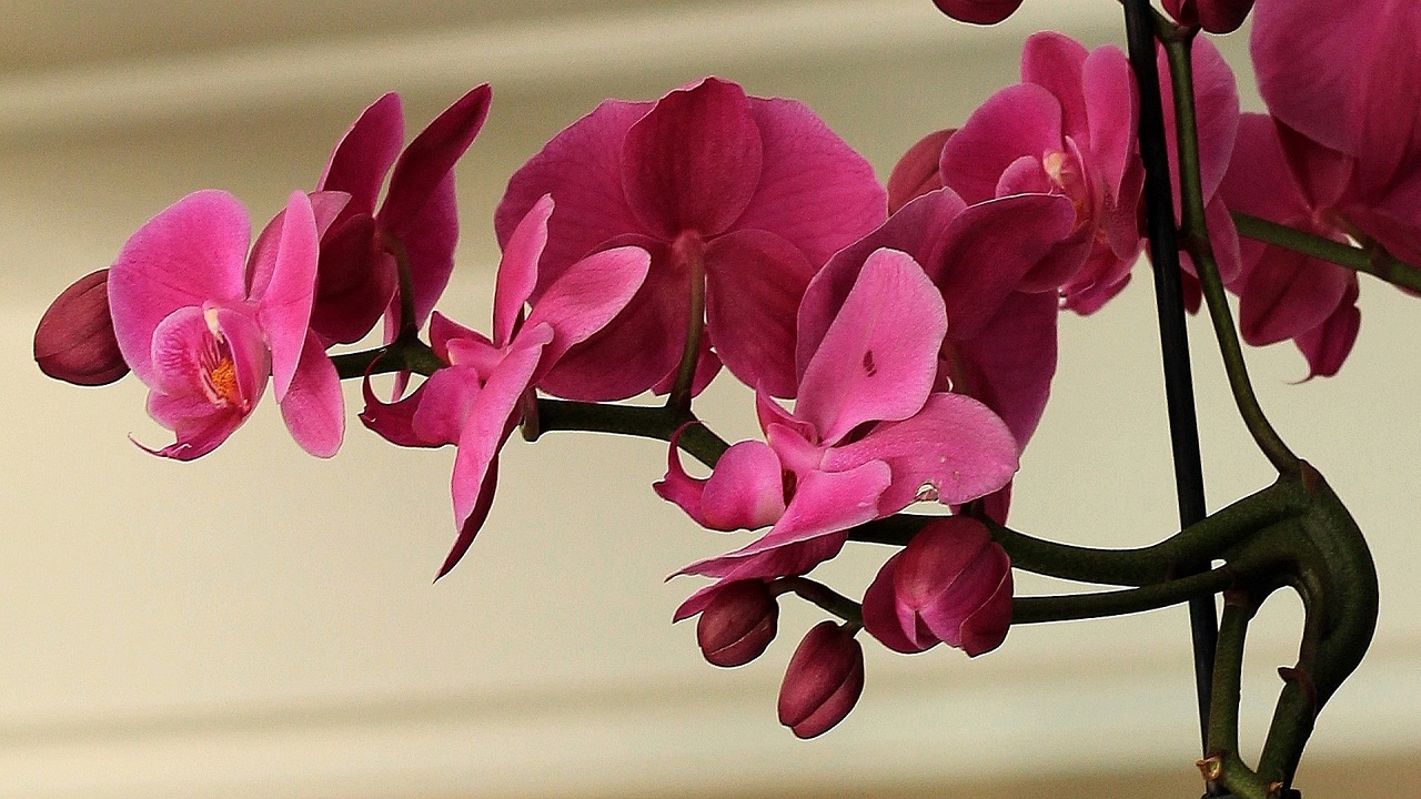 orchidea, fiori rosa